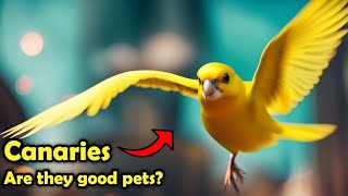 Canaries as Pets The Pros and Cons of Keeping a Canary as Pet [upl. by Adnol]