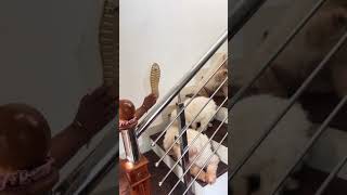 കലയും അവന്റെ കലാ സൃഷ്ടിയും 😎 dogs dogslover dogshorts [upl. by Sunev]