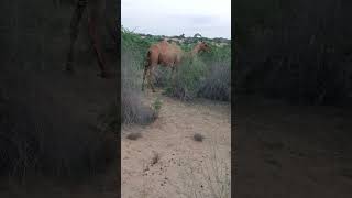 A green forest green trees and camels roaming on green land shorts nature funny [upl. by Akemhs]