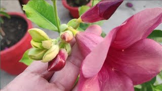 Permanent Flowering Plant Allamanda  Allamanda Plant Care and Fertilizer [upl. by Mellman]