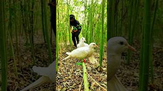 White Dove Hunting In Jungle [upl. by Ian]