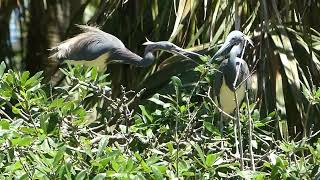 2 TriColored Herons and 1 stick In the Breeding Season Sticks Are Snapped Up St Augustine Florida [upl. by Anos]