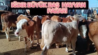 Iğdır da büyükbaş hayvan pazarını gezdik hayvan piyasası  satılık sığırtosuninek [upl. by Picardi]