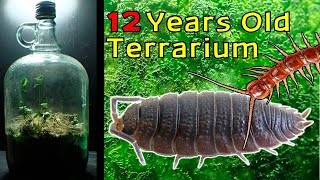 12 Year Old Terrarium  Life Inside a closed jar Over a decade in isolation [upl. by Annehs610]