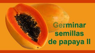 Cómo sembrar y germinar semillas de papaya II [upl. by Finkelstein]