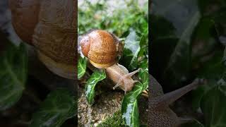 Csiga shorts 146 snail [upl. by Orville326]