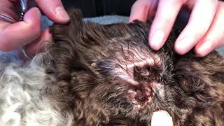 Ear problems in a dog Why grooming and ear maintenance is integral to pet health [upl. by Aimik922]