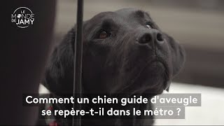 Le meilleur du monde de Jamy – Comment un chien guide d’aveugle se repère dans le métro [upl. by Allemat208]