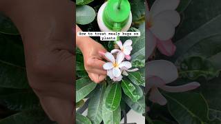 Gardening tips  How to treat mealy bugswhite pest on plants how to get rid of pests on plants [upl. by Ztnarf]