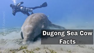 Dugong Sea Cow  Facts [upl. by Negeam]