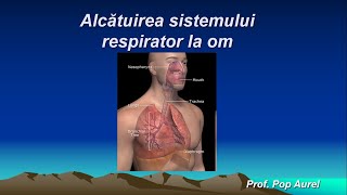 Anatomia și fiziologia sistemului respirator la om [upl. by Kirsti]