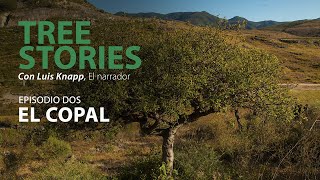 Tree Stories  El Copal [upl. by Stringer]