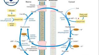 Biosíntesis de ácidos grasos Lipogénesis [upl. by Sardella]