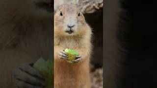 facts About Marmot in hindi  Marmot facts hindi  Marmot  marmot hulme shorts [upl. by Yebba]