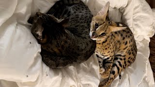 Wild Serval Cat and House Cats [upl. by Fran359]