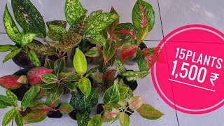 aglaonema combo plants available [upl. by Sihtam477]