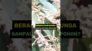 BERAPA HARI BUNGA SAMPAI MATANG DIPOHONshort [upl. by Ulberto900]