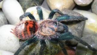 GBB C cyaneopubescens molting [upl. by Abigale]