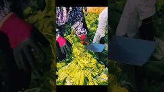 agritools farmer life tonglufeng agriculture agritool youtubeshorts viral [upl. by Enaed2]