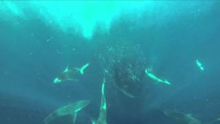 Cameraman almost swallowed by whale [upl. by Eirffej610]