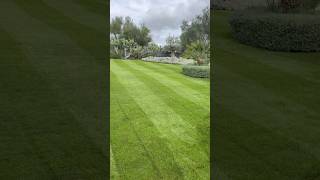 Bermudagrass overseeding [upl. by Ridglee218]