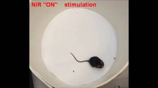 Upconversion based remote stimulation of a mouse [upl. by Garret]