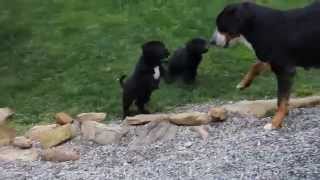 Greater Swiss Mountain Dog Mix Puppies  wwwgreenfieldpuppiescom [upl. by Ellemaj]