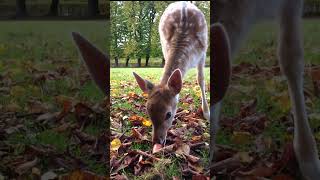 Baby deer having lunch at Elswout 3 shorts [upl. by Mandi]