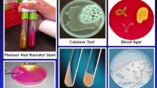 Introduction to Microbiology Culture Techniques [upl. by Nomrah]