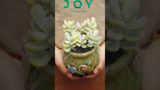 Repot some Mini succulents 🩵🪴  Joy Garden Succulent [upl. by Lanam]