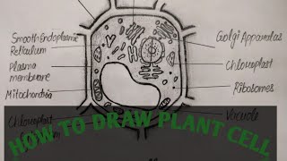 How To Draw Plant cell  How To Draw Plant cell easily Class 9 [upl. by Albur]