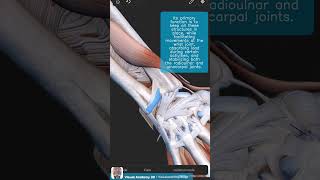 Visual Anatomy 3D  Facts about the Dorsal Radioulnar Ligament [upl. by Afra]