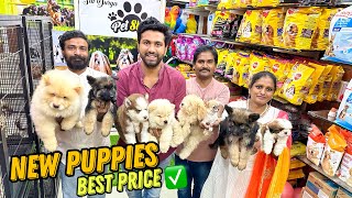 New Puppies Cheapest Dog Shop  Pet Shop in Hyderabad [upl. by Moselle]