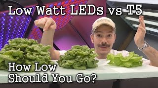 Low Watt LEDs vs T5 Grow Lights Seed Starting  Lettuce Test [upl. by Darum]