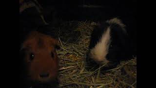 Cavia Hilde amp cavia Domino [upl. by Anilorac172]