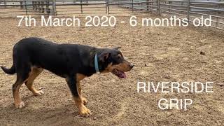 Riverside Grip  CASTERTON KELPIE AUCTION 2021 [upl. by Aneelak]