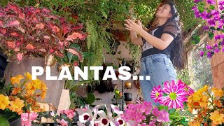 MEU CANTINHO PREFERIDO CHEIO DE PLANTAS LINDAS PARA RELAXAR COMO FAZER [upl. by Hermes]