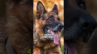 quotTop 5 Facts About German Shepherdsquot [upl. by Eisej]