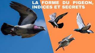 La forme du pigeon indices et secrets [upl. by Friedman]