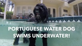 Swimming Underwater  Bentley the Portuguese Water Dog [upl. by Ojok158]