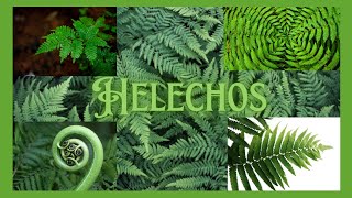 HELECHOS TIPOS CUIDADOS  TODO LO QUE DEBES SABER SOBRE LOS HELECHOS  FERNS helechos ferns [upl. by Einohtna]