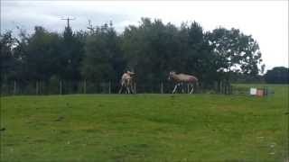 Two African Blesbok Antelopes fighting each other defending territories [upl. by Tiphanie]