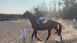 Ontario Collegiate Dressage Training Level Test 09142024 African Princess [upl. by Ahseka786]