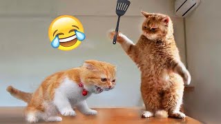 Los Videos de Perros y Gatos Más Divertidos 😹🐶 Parte 526 [upl. by Adnilemreh]