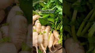 Ponytail Radish Kimchi recipe is coming soon [upl. by Nereus]