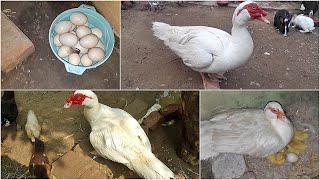 Information About Muscovy Ducks  Muscovy Duck Farming in Pakistan [upl. by Gifferd194]