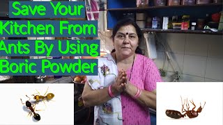 How to save your Kitchen from Ants using Boric Powder [upl. by Euqinu703]