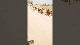 Tapri goats taprigoats goat ٻڪريون sindhipeople amanullahjamali سنڌ جا جانور [upl. by Noned]