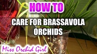 How to care for Brassavola Orchids  watering fertilising reblooming [upl. by Eeraj]