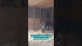 Visiting Hayling Island Donkey Sanctuary [upl. by Aimas]